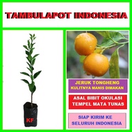 Bibit Tanaman Pohon Jeruk Tongheng Bibit Jeruk Tongheng