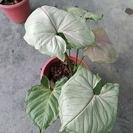 syngonium bold allusion/elephant ear T24