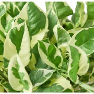 Pothos N'Joy Money Plant Marble Prince Indoor House Home Potted Plant Gardening Landscaping