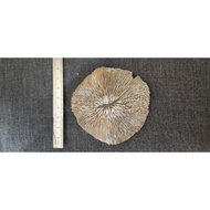 super big coral stone