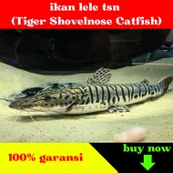 ikan lele tiger tsn lele hias air tawar tank mate predator