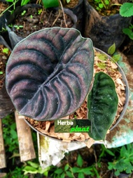 Tanaman hias keladi tengkorak / keladi hitam