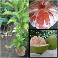 Bibit Pohon Buah Jeruk Bali Madu/Pamelo Madu