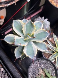 龍舌蘭-吉祥冠錦/甲蟹覆輪錦