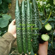 Inside Green cucumber 8 seeds 内绿黄瓜 8粒(Fruit Length: 32CM, 果长32CM）