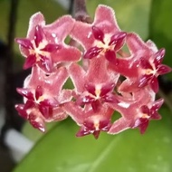 Hoya nathalie (Hoya erythostemma X Hoya 'Joy') {live plant}