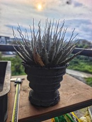 曲刺妖炎 龍舌蘭