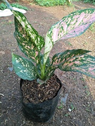 RUBY KIRANA ( Tanaman hias aglaonema / aglonema Chiangmay ruby )