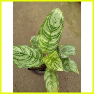 【hot sale】 aglaonema (indoor plants)