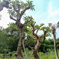 tanaman Kamboja besar - pohon Kamboja fosil 