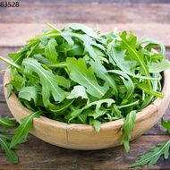 seeds for planting vegetables ♣[Plantfilled] Large Leaf Arugula Rocket Seeds for planting| Vegetable