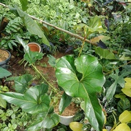 anthurium corong