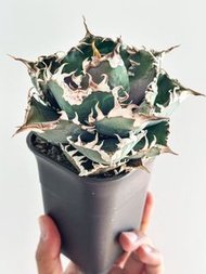 Agave 金剛 紅獅 龍舌蘭 嚴龍