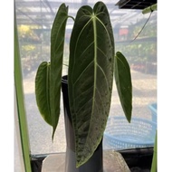 Anthurium warocqueanum queen dark form （ori）火鹤之后