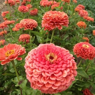 50 เมล็ด เมล็ดดอกไม้ บานชื่น บานชื่นซ้อน 50-60 วัน ออกดอก Zinnia Seeds สายพันธุ์ Coral Beauty Zinnia