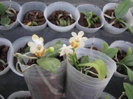 P. lobbii var. vietnam (稀有的黃唇+黃插角個體 ), 開花株規格(BS)