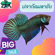 ปลากัดลายไทย มาใหม่ Betta กัดเอเลี่ยน เกรดสวยๆ ชาย 1 ตัว ส่งด่วน รับประกันสินค้า100% อัพเดต