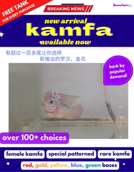 NEW ARRIVAL KAMFA