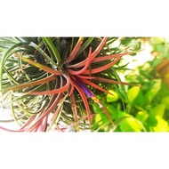 空气凤梨群生 Air Plant Tillandsia Hanging Plant Home Deco Airplant Ionantha Clump Ball