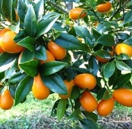 bibit jeruk nagami berbuah