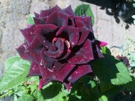 tanaman bunga mawar hitam asli