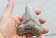 石棧 巨齒鯊牙齒化石