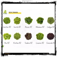 Rijk Zwaan Lettuce Different  Variety (1000/5000 Seeds) Q8JR