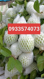 xốp bọc ổi lòng sẵn 1kg cam kết xốp dày dặn