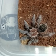 stock baru !!! Tliltocatl Albopilosus Nicaragua - Albopilosum Female