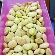 kacang koro mentah 1kg