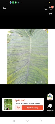 daun talas beneng isi 10 pcs