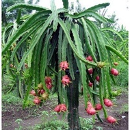 Red dragonfruit tree fast fruiting,anak pokok buah naga cepat buah/ buah naga merah/  火龙果树