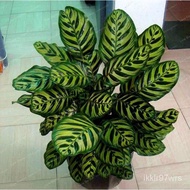 Seeds 【COD】10pcs Rare Calathea Seeds Air Freshening Plants Seeds #SW17 Parsley