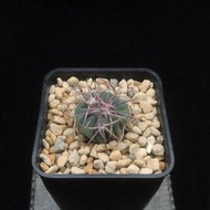 SG2987-🇨🇿捷克輸入強刺太平丸金琥球實生株🔥多肉植物小盆栽禮物🔥