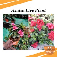 Real Live Plant Azalea Flower Plant Pokok Hidup Bunga Azalea 杜娟花