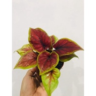 Caladium Hati Berdarah Rare