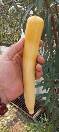 PIPA PUCUKAN GG ORIGINAL LOKAL SUPER HQ