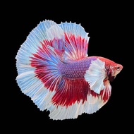 Bicolor Halfmoon Dumbo Betta