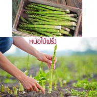เมล็ดพันธุ์ หน่อไม้ฝรั่ง 30 เมล็ด ปลูกง่าย ปลูกได้ทั่วไทย