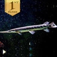 Tanaman air aligator gar/florida gar sz -+10cm