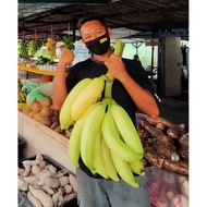 Benih anak pokok pisang tanduk / Sulur tanduk / Pisang Kerepek