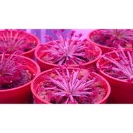 [Bunface Potato Carnivorous Plants] Drosera Aff. Lanata- Sundews