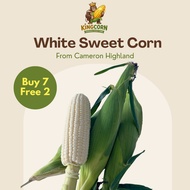 [BUY 7 FREE 2] 🌽 Jagung Susu Cameron Highland Gred A (9 Pcs) / Sweet White Pearl Corn / Fruit Corn