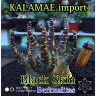 KALAMAE | ARABICUM IMPORT | BLACK SKIN | ADENIUM IMPORT | BONSAI