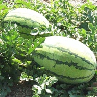 30pcs Biji Benih Tembikai Bujur Besar Manis/ Big Sweet Watermelon seed /大甜西瓜籽