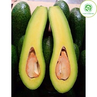 Avocado tree 034 super fruit (real photo)