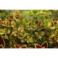 Mayana Coleus Tricolor Twirl - Cutting Only (Rare Mayana) Live Plant