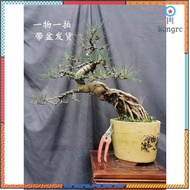 K♕Cliff Linshui Bai Pinus Pine Song ญี่ปุ่น Tweered สีดำสนบอนไซ ยอดขายดีอันดับหนึ่ง