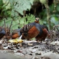 burung puyuh gonggong sepasang pilihan