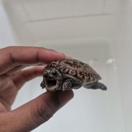 Mexican Giant Musk Turtle / Kura MGM